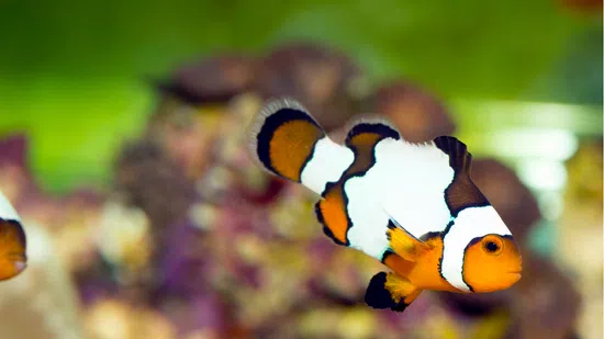 Snowflake Clownfish S4 - Captive Bred