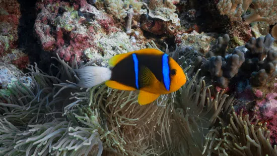 Allard's Clownfish - Africa - Save 22%