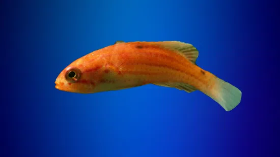 Diamond Tail Flasher Wrasse