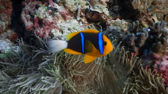 Allard's Clownfish - Africa