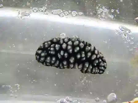 Black Warty Sea Slug