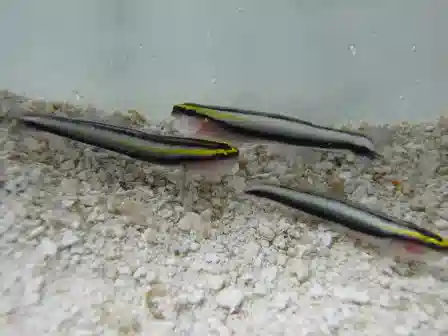 ORA Sharknose Goby - Aquacultured - Group of 3 for the price of 2