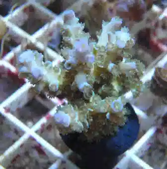 ORA Acropora - Borealis