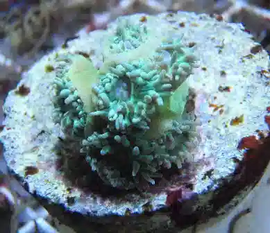 ORA Whisker Coral