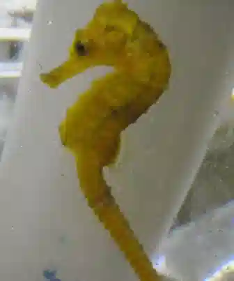 Seahorse - Yellow Reidi  -  FEMALE