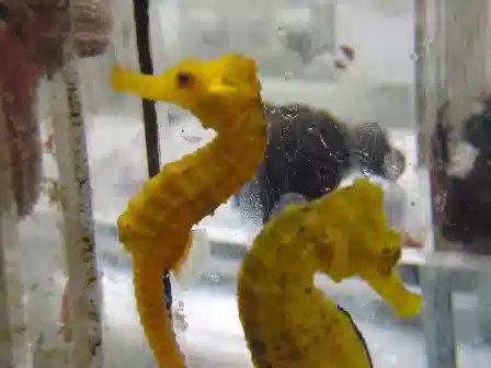 ORA  Yellow Reidi Seahorse - Pair - Captive Bred