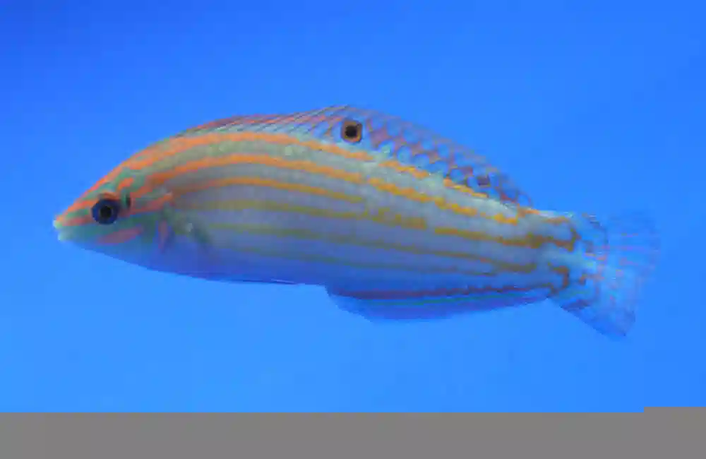 Adorned Wrasse - Red Sea