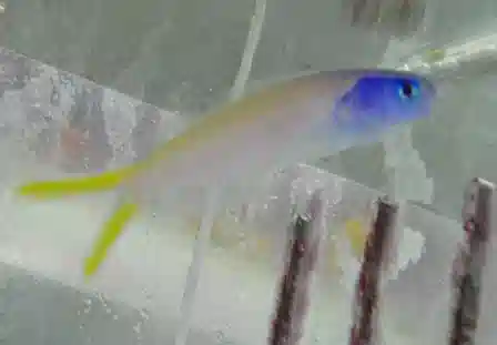 Bluehead Tilefish