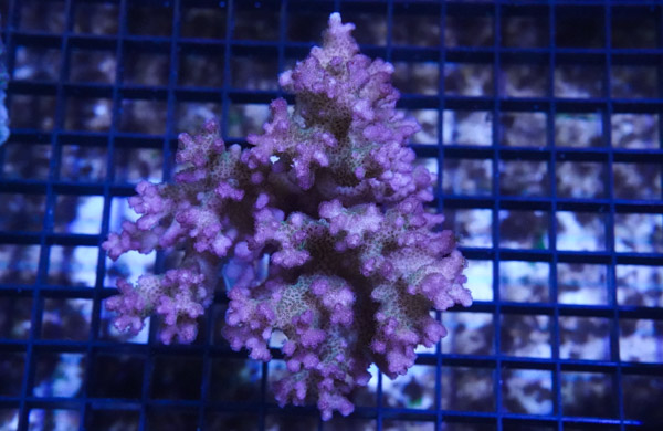Pocillopora Coral: Red/Pink - Central Pacific