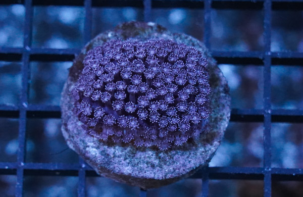 Goniopora Coral: Super Purple - Aquacultured - Central Pacific