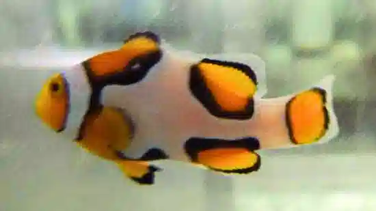 Picasso Percula Clownfish - Captive Bred Grade A