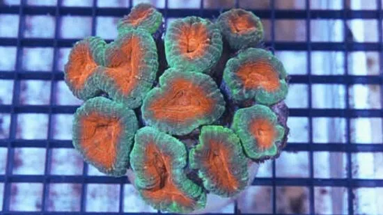 Brain Pachysepta Green with Orange Mouth - Indo Pacific-