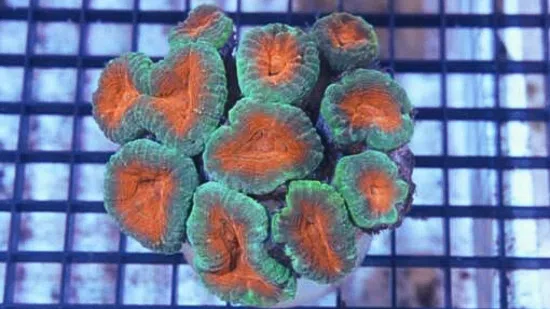 Brain Pachysepta Green with Orange Mouth 