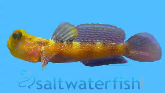 Blue Fin Watchman Goby