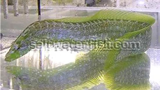 Green Wolf Eel