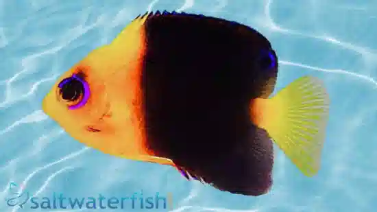 Joculator Angelfish - Australia