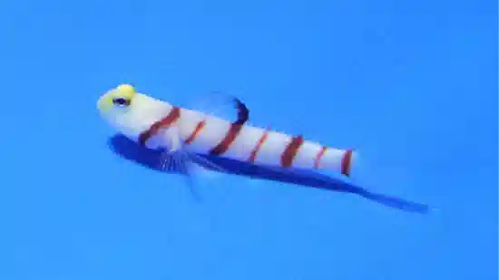 Dracula Goby