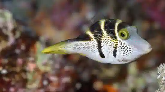 Mimic Saddle Puffer - Red Sea