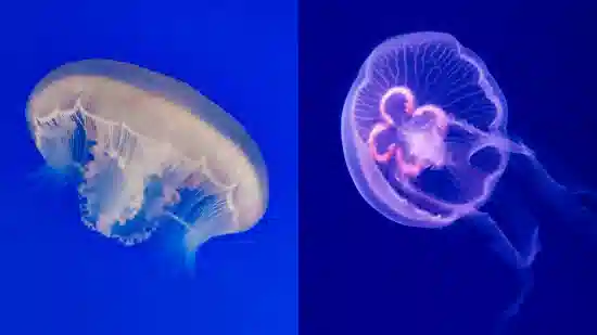 Moon Jellyfish - Indo Pacific