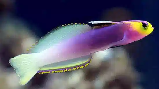 Helfrichi Firefish