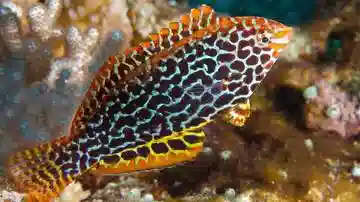 Leopard Wrasse