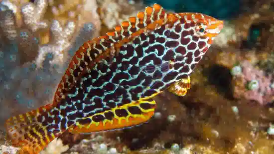 Leopard Wrasse: Fiji