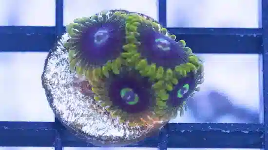 Zoanthid Yoda