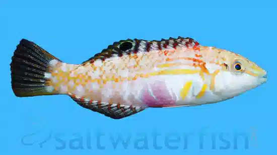 Pink Belly Wrasse