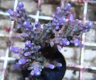 ORA Purple Tip Nana Acropora Coral - Micronesian