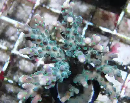 ORA Verde Acropora Coral