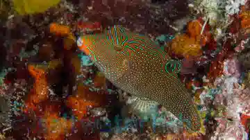 Blue Spot Puffer