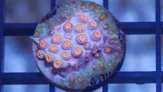 Cyphastrea "Bizzaro" Blue w/ Orange Polyps - Caribbean - Save 23%