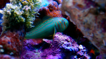  Green Clown Goby Gobiodon histrio