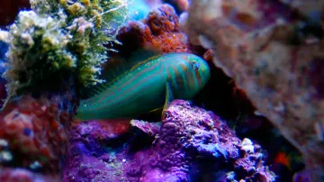 Green Clown Goby