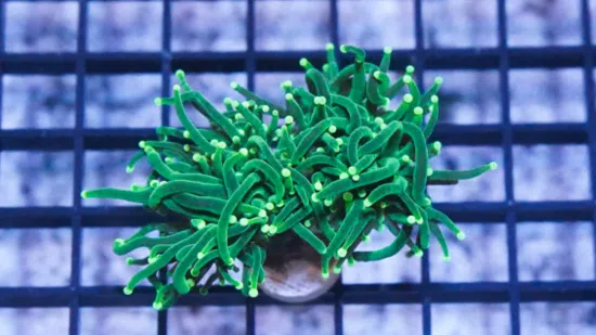 Torch Coral: Green Metallic - Aquacultured