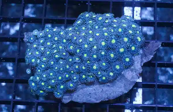 Blue/Green Zoanthid - Pacific