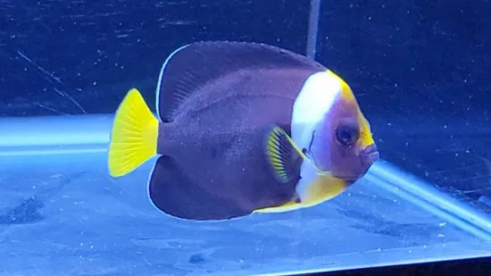 False Personifer Angelfish