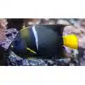 Passer Angelfish