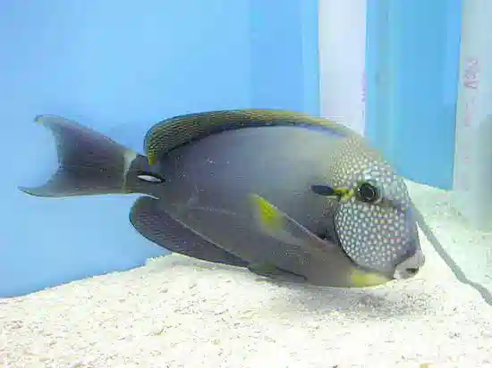 Maculiceps Tang - South Asia