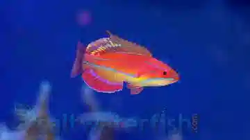 McCosker's Flasher Wrasse: Male - South Asia