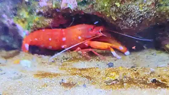 Japanese Pistol Shrimp