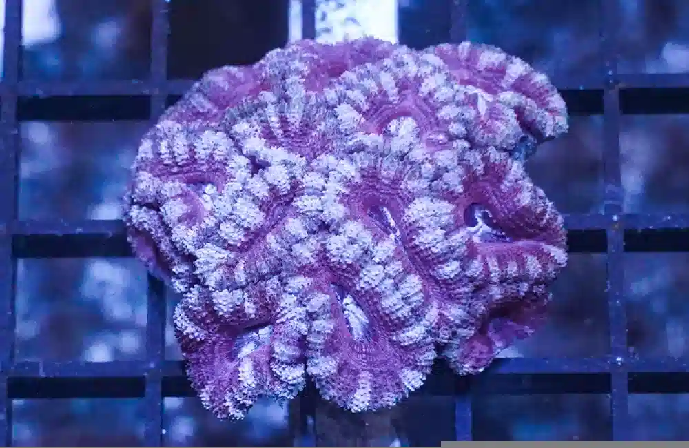 Acan Lord (Micromussa): Bi-Color - Aquacultured