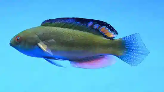 Blackfin Fairy Wrasse