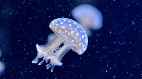 Violet Jellyfish