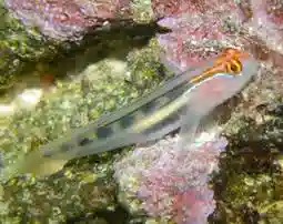Red Cap Goby - Pacific