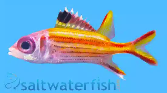 Clearfin Squirrel Fish