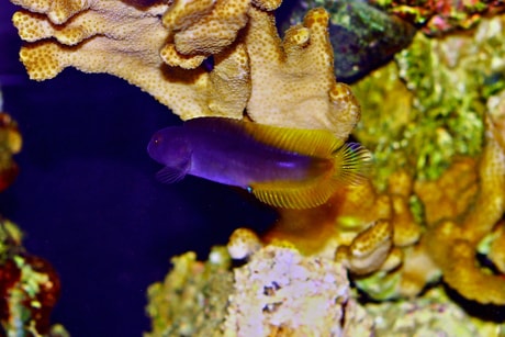 Flametail Blenny