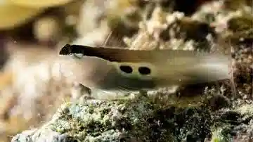 Two Spot Blenny - Philippines - MAC Certified