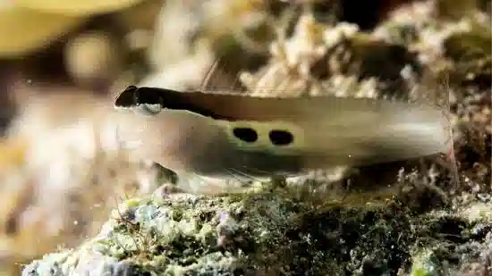 Two Spot Blenny