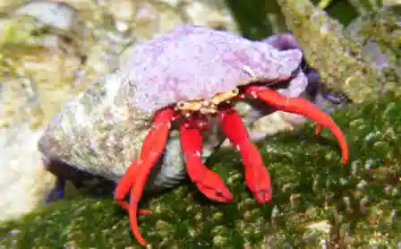 Scarlet Hermit Crab - Group of 10